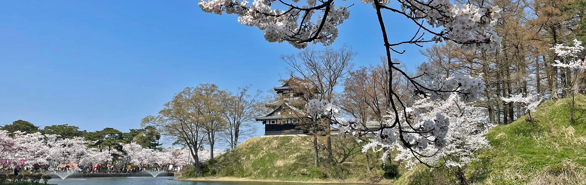 写真：高田城址の桜祭り風景
